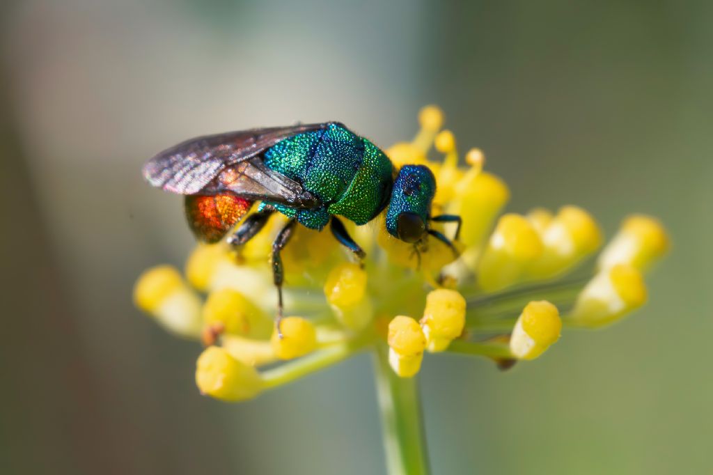 Chrysididae sp.